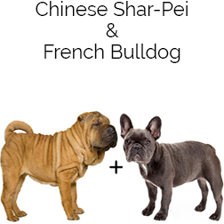 Frenchie Pei Dog